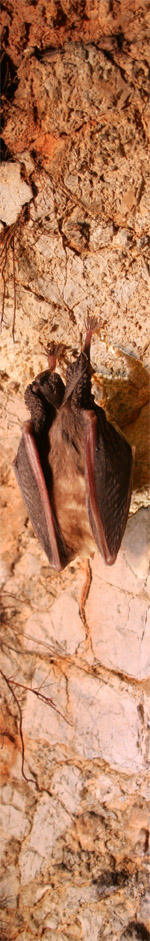 Murciélago en la Cueva Hermosa - Calcena