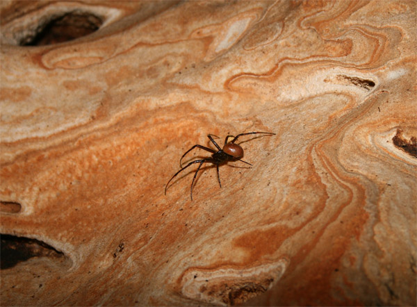 Araña en Cueva Hermosa - Calcena