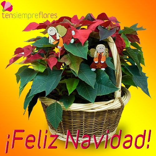 ten-siempre-flores-feliz-navidad-2008