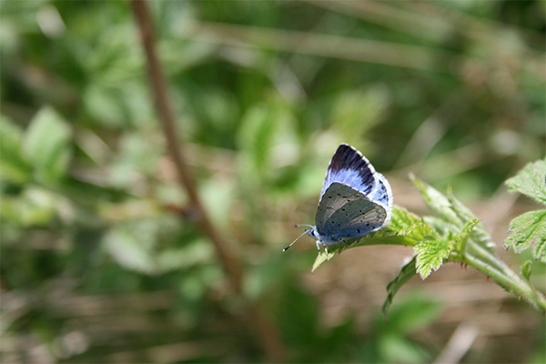 Mariposa en el Moncayo